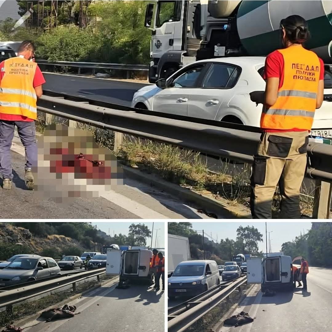 Αγριογούρουνο προκάλεσε το πρώτο τροχαίο στην Εθνική Οδό Αθηνών – Κορίνθου (ΦΩΤΟ)