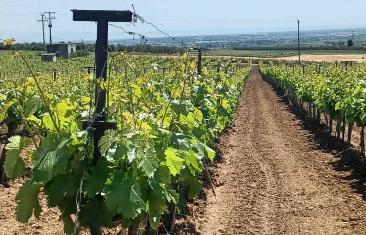 Υπεγράφη η σύμβαση για το αρδευτικό δίκτυο της Νέας Μεσημβρίας – «Ξεκινά ένα σημαντικό έργο 11,8 εκατ. ευρώ»