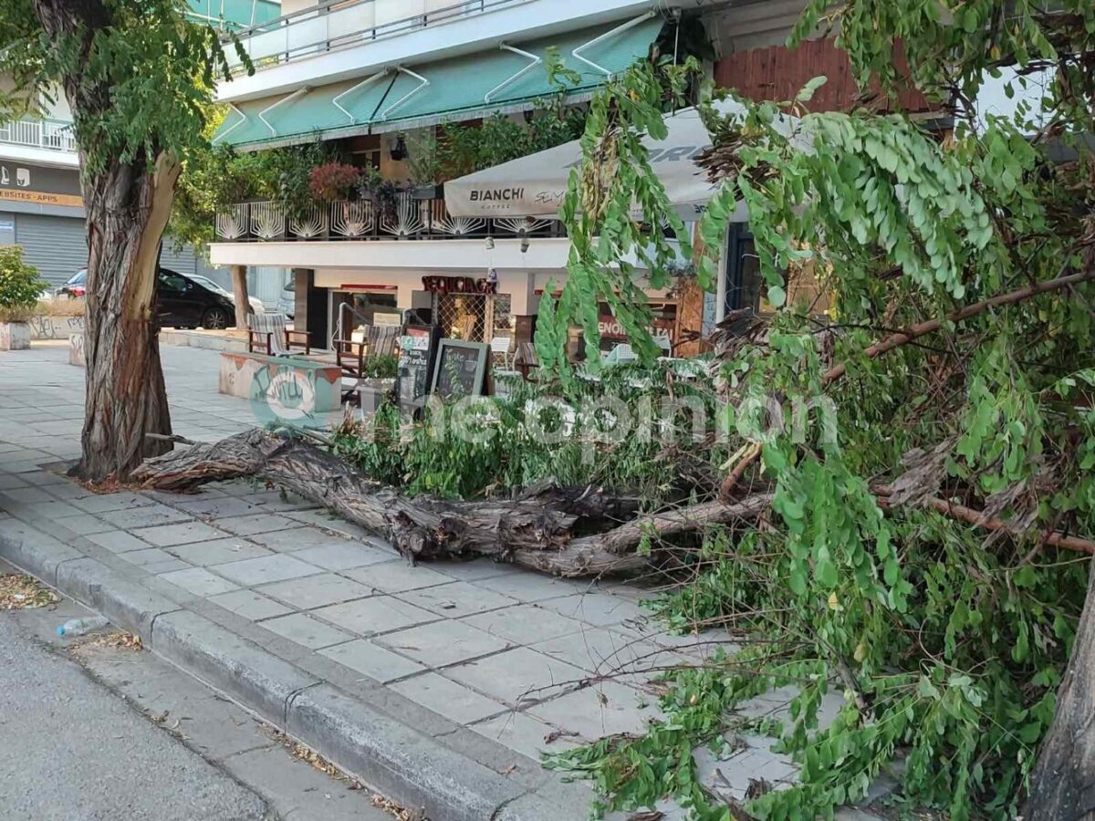 «Ευτυχώς έπεσε το βράδυ»: Πτώση δέντρου στην ανατολική Θεσσαλονίκη (ΦΩΤΟ)