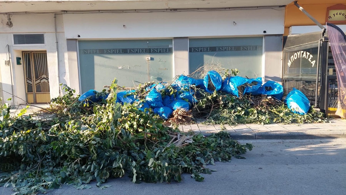 Θεσσαλονίκη: Πέταξαν στον δρόμο ολόκληρο…δέντρο (ΦΩΤΟ)