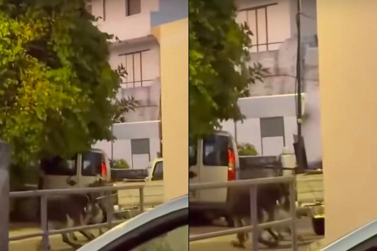Σοκ στη Ρόδο: Αγρότης σέρνει γαϊδουράκια με το αμάξι του (VIDEO)