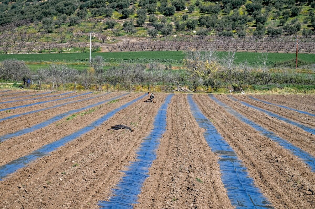 Αγροτικές εργασίες στον Θεσσαλικό κάμπο
