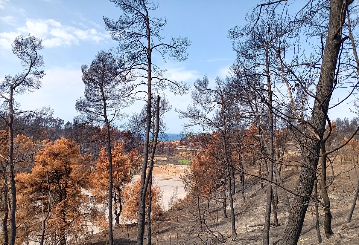 Χαλκιδική – Φωτιά: Η Σίβηρη, το καμένο δάσος, η κανονικότητα – Αισιοδοξία και προβληματισμός (ΦΩΤΟ-VIDEO)