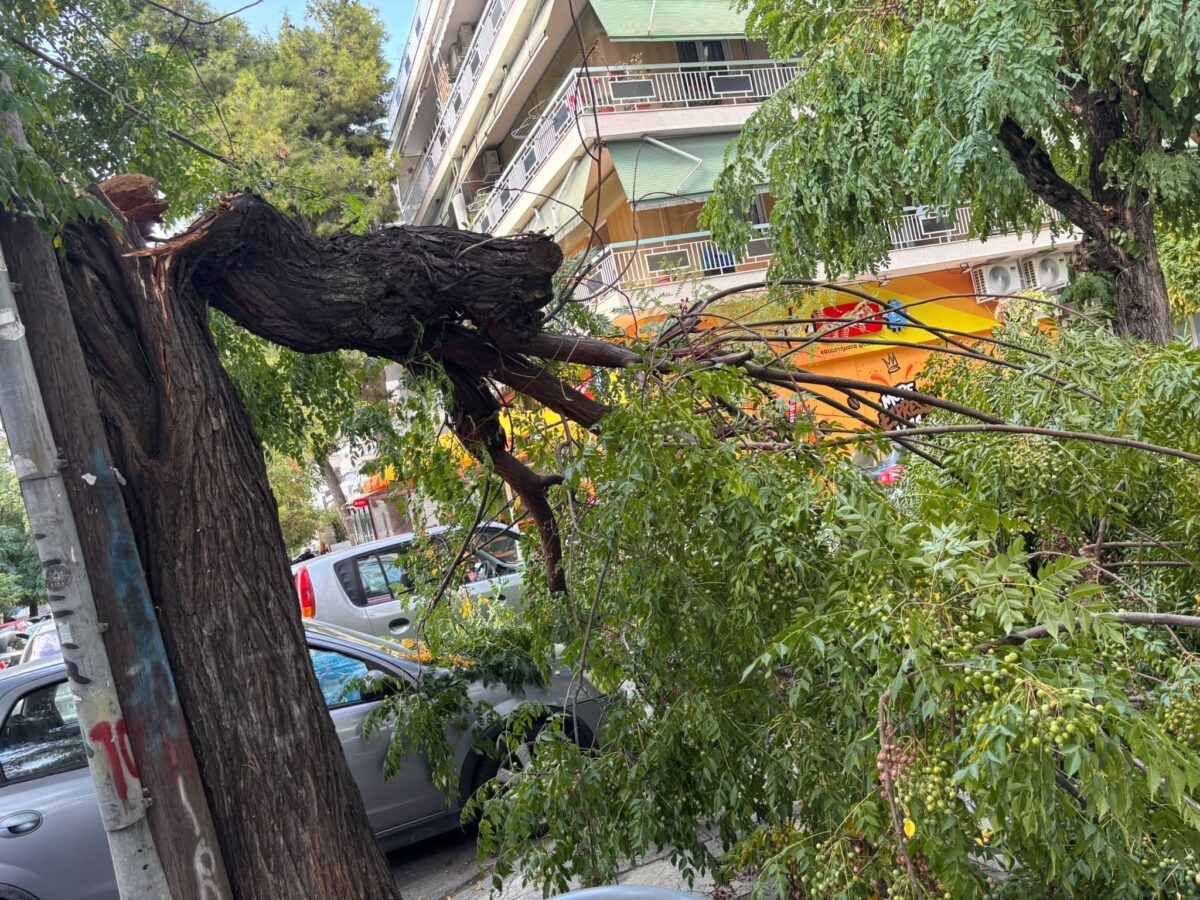 Θεσσαλονίκη: Πτώση δέντρου στη Μάρκου Μπότσαρη (ΦΩΤΟ)