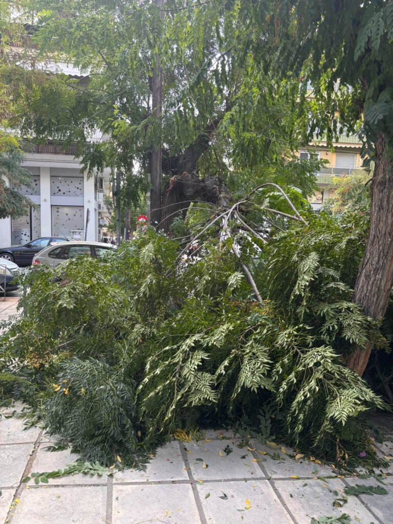 Θεσσαλονίκη: Πτώση δέντρου στη Μάρκου Μπότσαρη (ΦΩΤΟ)
