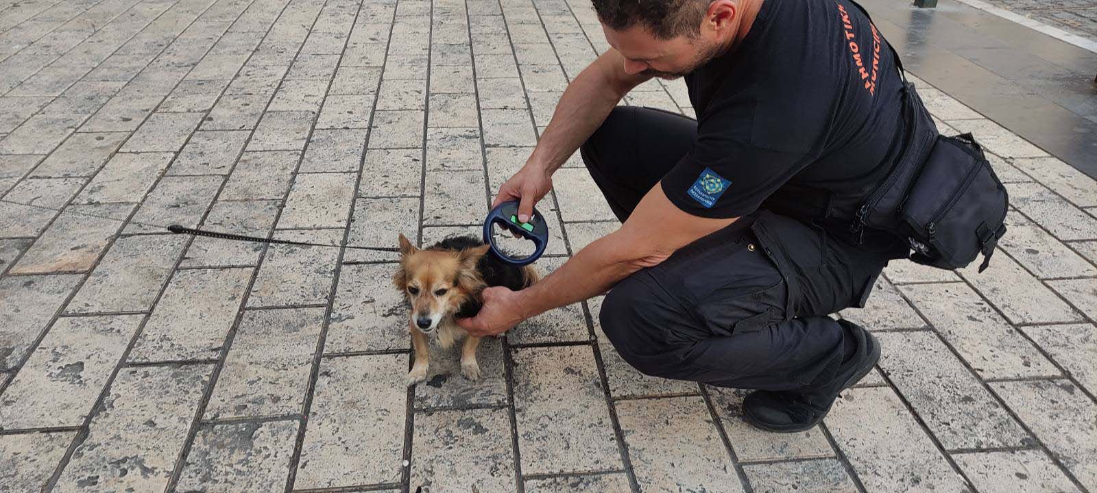 Θεσσαλονίκη: Μπαράζ ελέγχων σε ιδιοκτήτες ζώων συντροφιάς (ΦΩΤΟ)