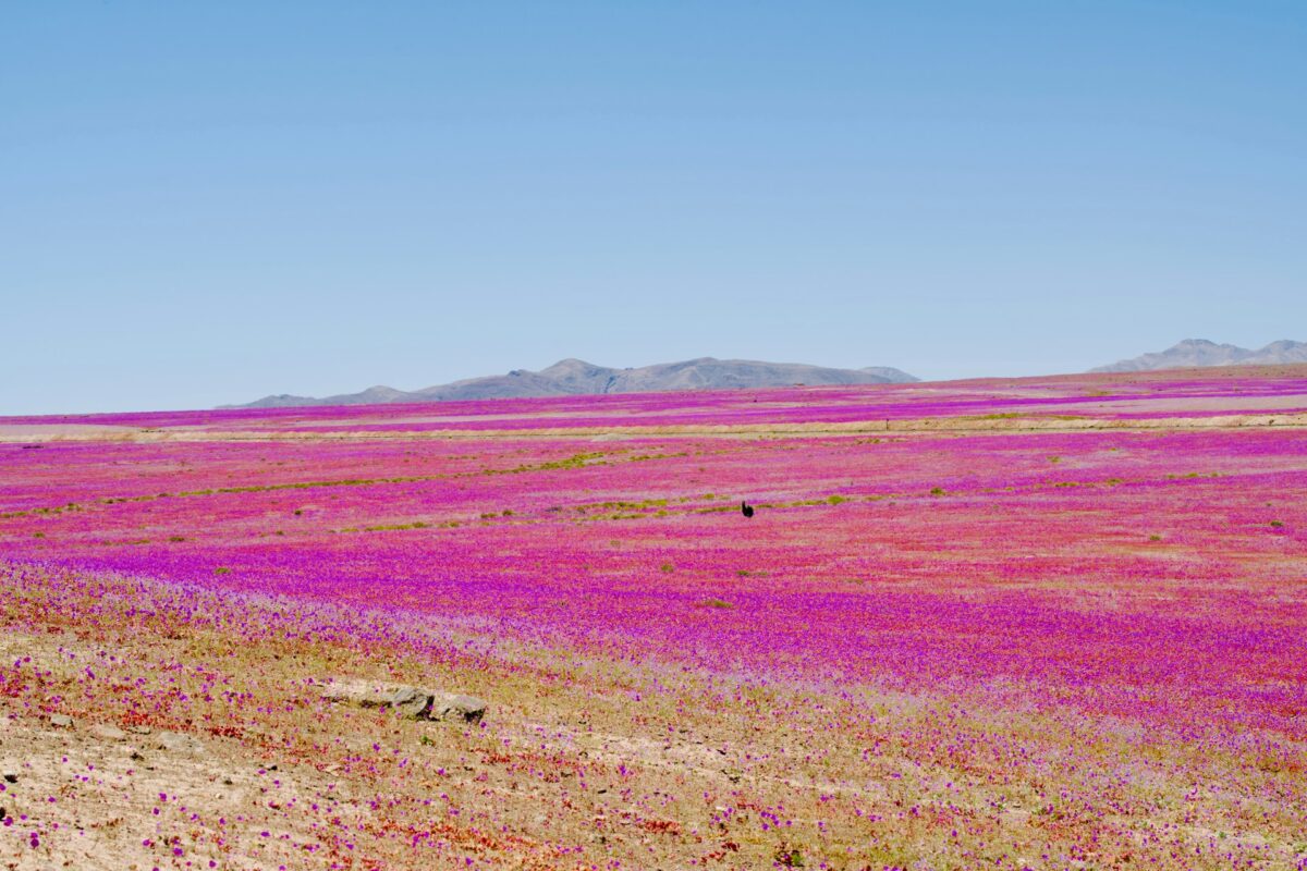 desierdo florida