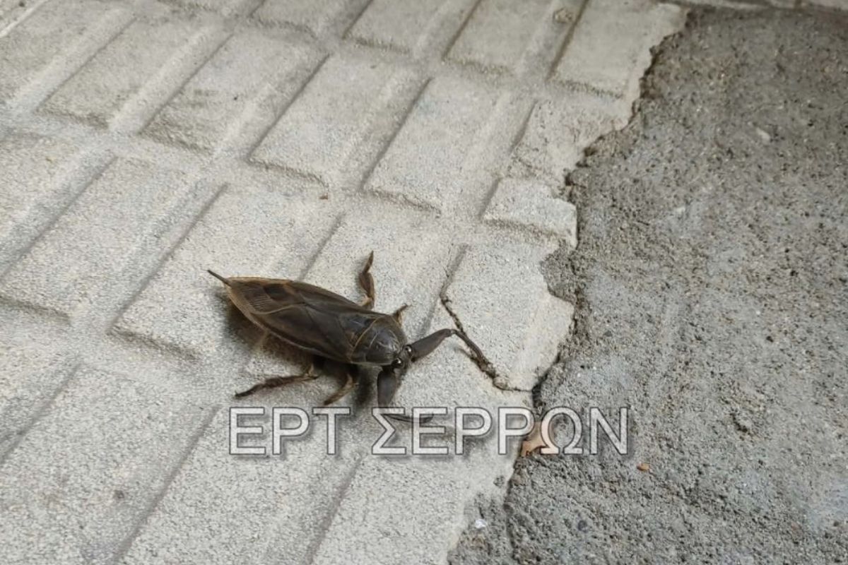 Σέρρες: Γιγάντιος λιθόκερος «έκανε βόλτα» σε καφετέρια