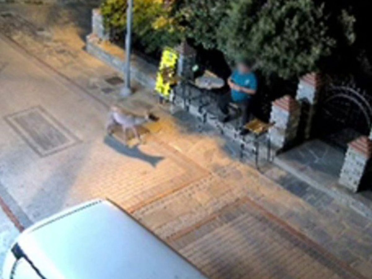 Χαλκιδική: Κάτοικος βρέθηκε ξαφνικά μπροστά σε λύκο (VIDEO)