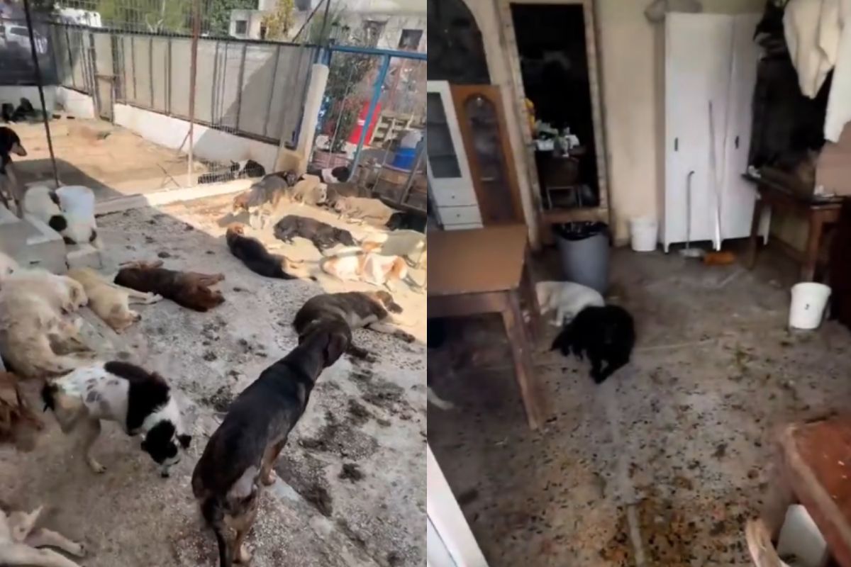 Θεσσαλονίκη: Εικόνες σοκ με τα  200 ζώα σε άθλιες συνθήκες διαβίωσης (VIDEO)