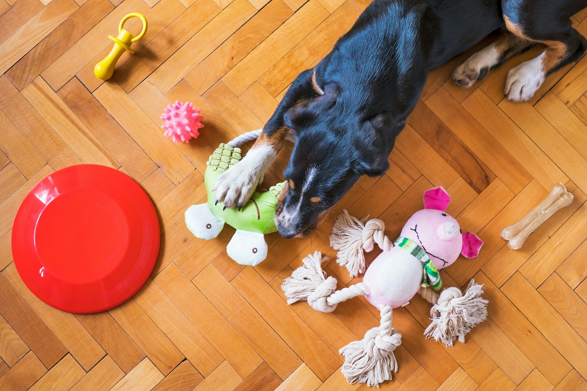 Τα παιχνίδια του σκύλου σας μπορεί να κρύβουν έναν κίνδυνο που δεν είχατε φανταστεί