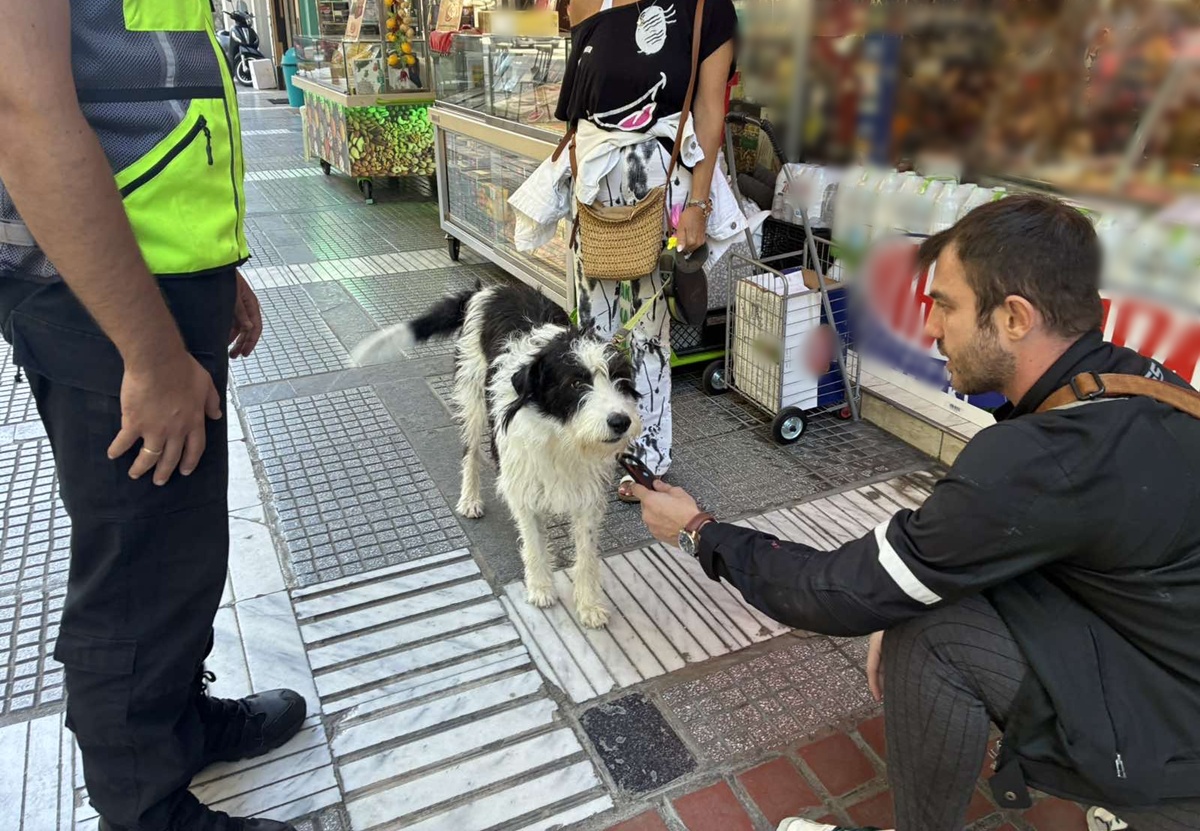 Θεσσαλονίκη: Μπαράζ ελέγχων σε ζώα συντροφιάς – Βεβαιώθηκαν πρόστιμα χιλιάδων ευρώ